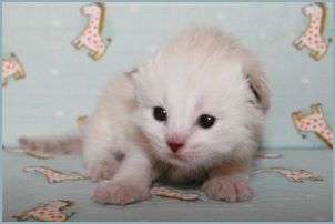 Female Siberian Kitten from Deedlebug Siberians